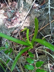 Angraecum praestans image