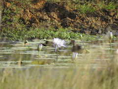 Nymphaea gigantea