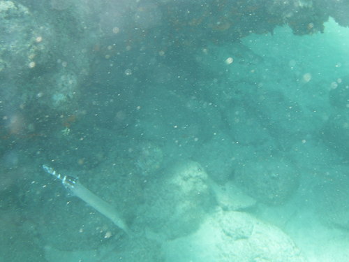 Photo of Atlantic trumpetfish (Aulostomus strigosus)