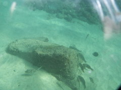 Sphoeroides marmoratus