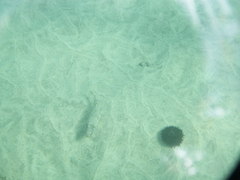 Sphoeroides marmoratus