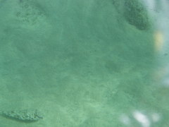 Sphoeroides marmoratus