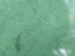 Sphoeroides marmoratus