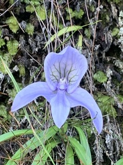 Disa longicornu