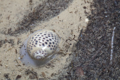 Paratectonatica tigrina