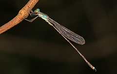 Indolestes tenuissimus