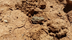 Poyntonophrynus vertebralis