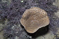 Duncanopsammia peltata