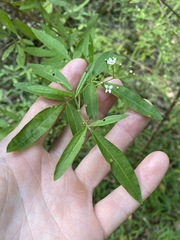 Zieria smithii