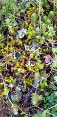 Peltigera extenuata