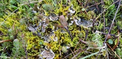 Peltigera extenuata