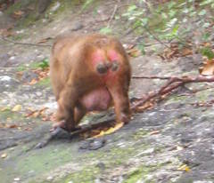 Macaca arctoides