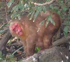 Macaca arctoides