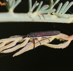 Rhinotia filiformis