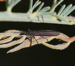 Rhinotia filiformis