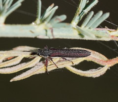 Rhinotia filiformis
