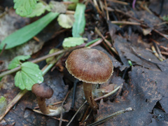 Inocybe lacera