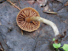 Inocybe lacera