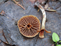 Inocybe lacera