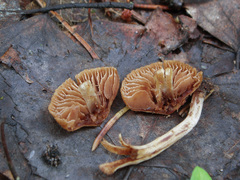 Inocybe lacera