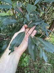 Cryptocarya microneura