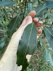 Cryptocarya microneura