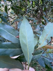 Cryptocarya microneura