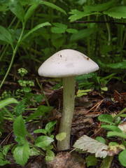 Melanoleuca grammopodia