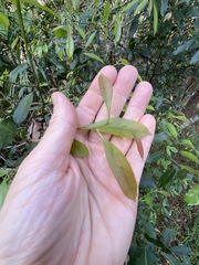 Cryptocarya microneura