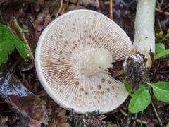 Melanoleuca grammopodia