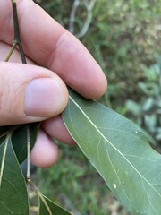 Cryptocarya microneura