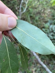 Cryptocarya microneura