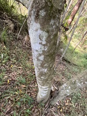 Cryptocarya microneura