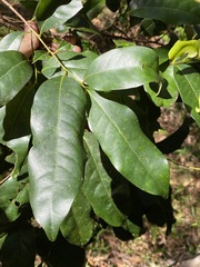 Cryptocarya macdonaldii