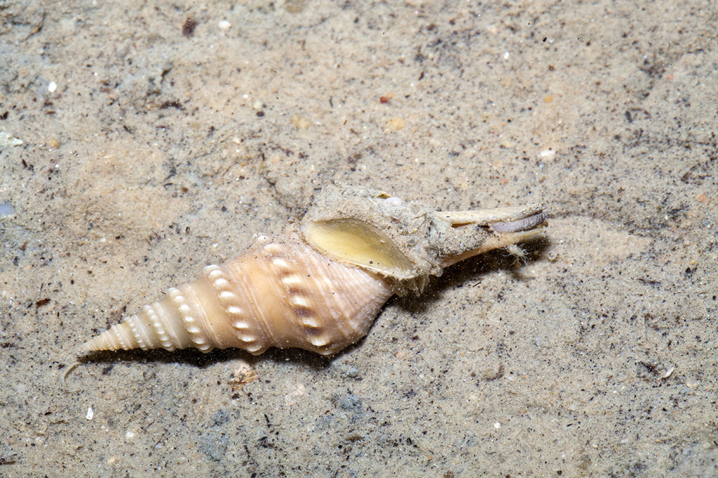 Java Turrid Snail