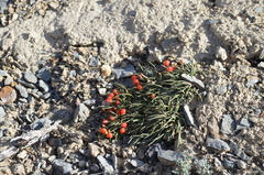 Ephedra fedtschenkoae