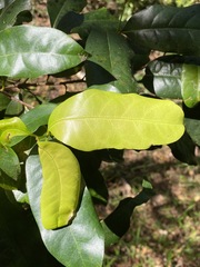 Cryptocarya macdonaldii