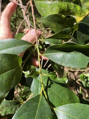 Cryptocarya macdonaldii