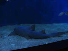 Ginglymostoma