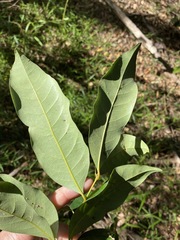 Cryptocarya macdonaldii