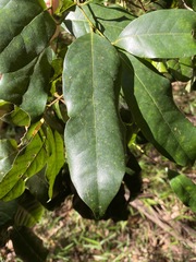 Cryptocarya macdonaldii
