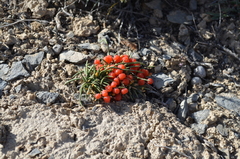 Ephedra fedtschenkoae
