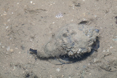 Volegalea cochlidium