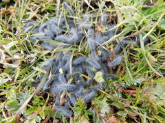 Thaumetopoea herculeana