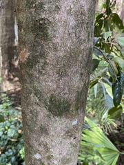 Cryptocarya macdonaldii
