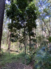 Cryptocarya macdonaldii