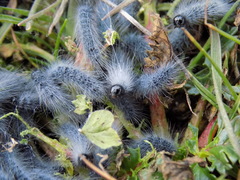 Thaumetopoea herculeana