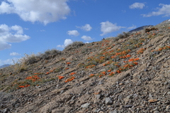 Ephedra fedtschenkoae