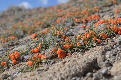 Ephedra fedtschenkoae