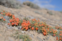 Ephedra fedtschenkoae